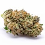 Fleur de CBD Bubble GUM