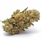 Critical kush CBD